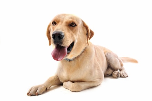 Picture of Labrador Retriever